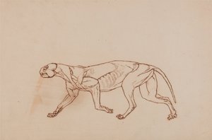 Leopard Body, Lateral View (Later stage in dissection, superficial connective tissue and ears removed)