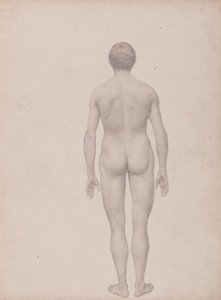 Human Figure, Posterior View, Undissected (Finished Study for Table VII) by George Stubbs