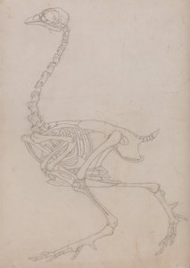 Fowl Skeleton, Lateral View (Outline drawing of the skeleton prepared for the key figure to Table V)