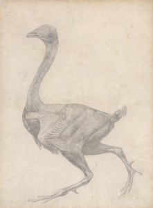 Fowl, Lateral View, with Skin and Underlying Fascial Layers Removed (Finished Study for Table XV)