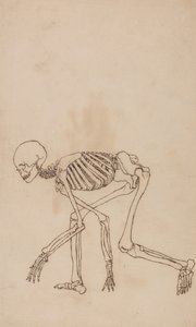 Human Skeleton, Lateral View
