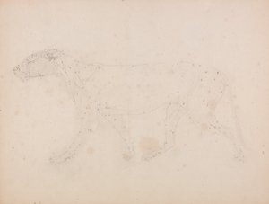 Tiger Body, Lateral View (Study of the muscles for the key figure to Table IX) by George Stubbs