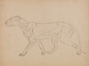 Tiger Body, Lateral View