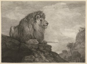 A Lion Resting on a Rock