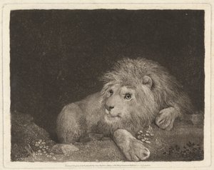 A Lion [A recumbent Lion]