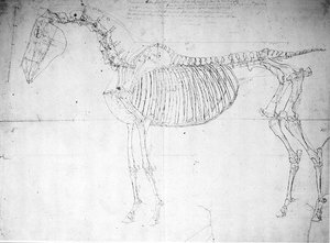 Anatomical study of a horse by George Stubbs