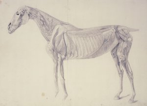 Diagram from The Anatomy of the Horse by George Stubbs