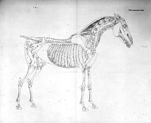 Fifth Anatomical Table by George Stubbs