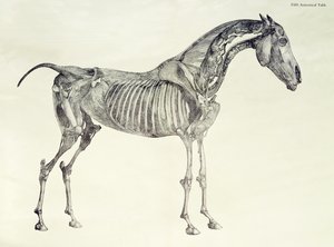 Fifth Anatomical Table, from 