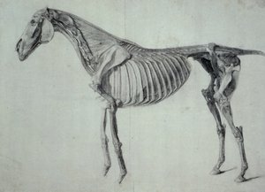 Finished Study for the Fifth Anatomical Table of a Horse by George Stubbs