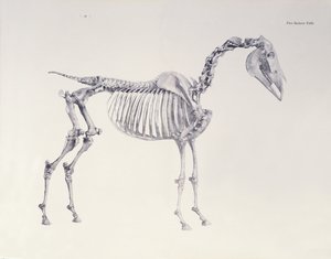 First Skeleton Table, from 