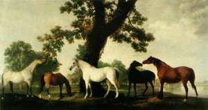 Five Brood Mares at the Duke of Cumberland