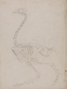 Fowl Skeleton, Lateral View by George Stubbs