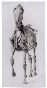 Frontal View of the Skeleton of a Horse, Study No. 10 from The Anatomy of the Horse, 1766 by George Stubbs