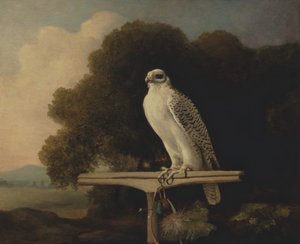 Greenland Falcon, Gyr Falcon