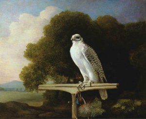Greenland Falcon