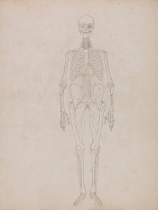 Human Figure, Anterior View by George Stubbs