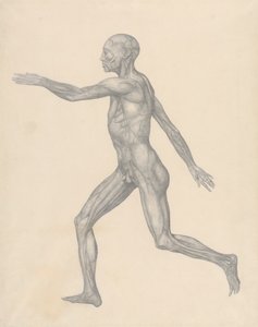 Human Figure, Lateral View, after Removal of the Skin and the Underlying Fascial Layers (Finished Study for Table XIII)