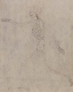 Human Skeleton, Lateral View