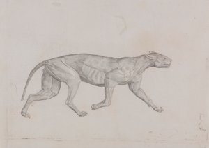 Leopard Body, Lateral View