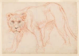 Lioness Prowling, Recto, 18th or 19th Century by George Stubbs