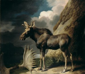 Moose, 1770 by George Stubbs