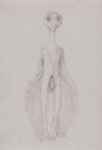 Owl Standing, Anterior View