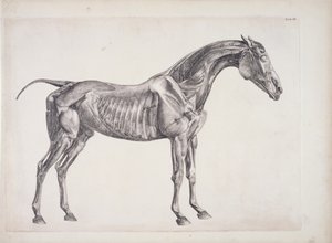 Plate from The Anatomy of the Horse, c.1766 by George Stubbs