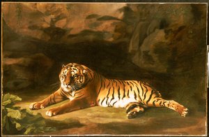 Portrait of the Royal Tiger, c.1770