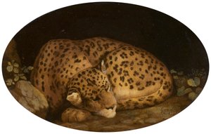 Sleeping Leopard