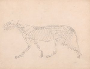 Study of a Tiger, Lateral View, Abdominal Viscera Exposed, from A Comparative Anatomical Exposition of the Structure of the Human Body with that of a Tiger and a Common Fowl by George Stubbs
