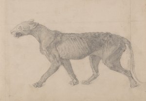 Study of a Tiger, Lateral View, from A Comparative Anatomical Exposition of the Structure of the Human Body with that of a Tiger and a Common Fowl