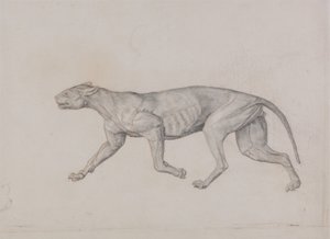 Study of a Tiger, Lateral View, from A Comparative Anatomical Exposition of the Structure of the Human Body with that of a Tiger and a Common Fowl by George Stubbs