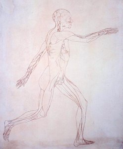 Study of the Human Figure, Lateral View, from A Comparative Anatomical Exposition of the Structure of the Human Body with that of a Tiger and a Common Fowl, c.1795-1806 by George Stubbs