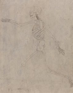 Study of the Human Figure, Lateral View, from A Comparative Anatomical Exposition of the Structure of the Human Body with that of a Tiger and a Common Fowl