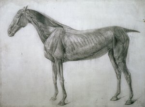 The Study of Muscles: Ecorche Drawing Seen from the Flank, from the 13th Anatomical Table, from the Anatomy of the Horse, 1766 by George Stubbs