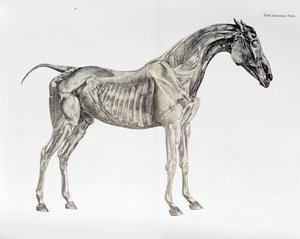 Third Anatomical Table, from 