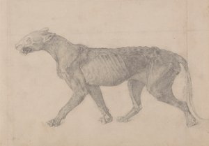 Tiger Body, Lateral View (First of nine drawings of another specimen of tiger)