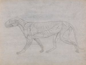 Tiger Body, Lateral View by George Stubbs