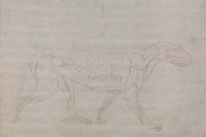 Tiger Body, Lateral View by George Stubbs