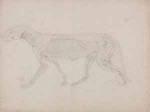 Tiger Body, Lateral View by George Stubbs
