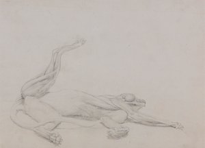 Tiger Body, Recumbent, Viewed Ventrally by George Stubbs