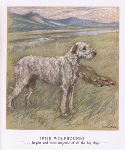 Irish Wolfhounds by George Vernon Stokes
