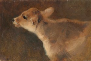 A Calf