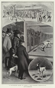 A Favourite Sport in Paris, A Rat-killing Competition