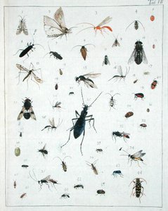 Various Insects, Plate VII from 