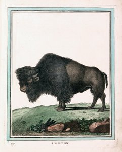 Antique Print of American Buffalo