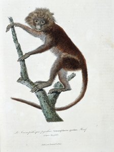 Natural History Plate: Zoological Plate depicting Semnopitheque pyrrhus; Semnopithecus pyrrhus (from Horsfield) - in 