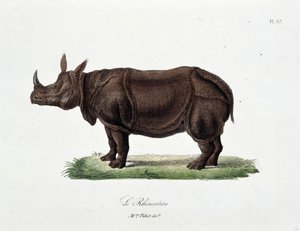 Natural History Plate: Zoological board representing the Rhinoceros - in 