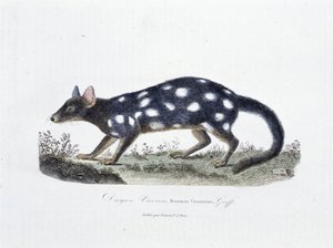 Natural History Plate: Zoological board representing the Dasyure Viverrin, Dasyurus Viverrinus - in 